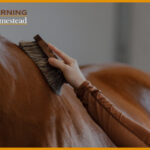 Horse-Grooming-Kits-That-Help-Keep-Your-Horse-Looking-Good