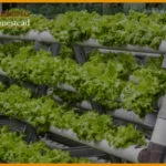 Best-Aquaponics-System-For-Beginners