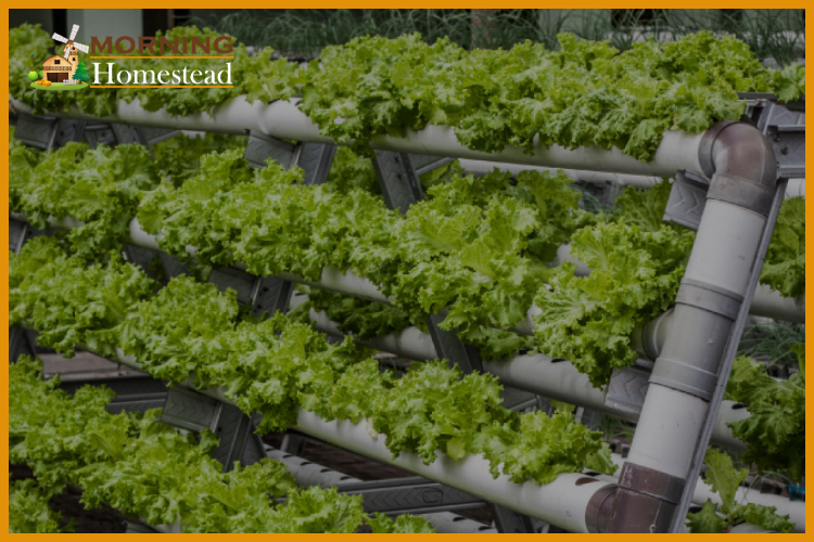 Best Aquaponics System For Beginners