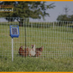 Best-Electric-Poultry-Netting-Kit,-Best-Fencing-For-Chickens
