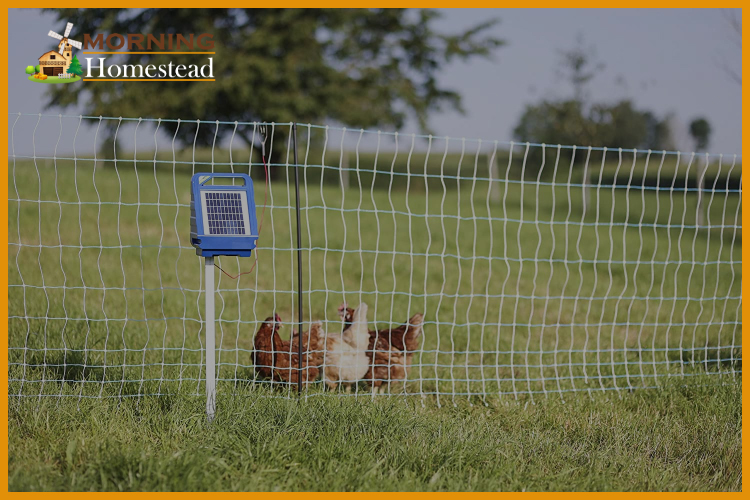 Best Electric Poultry Netting Kit Best Fencing For Chickens
