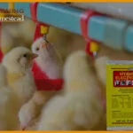 Electrolytes-And-Vitamins-For-Chickens