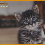 Baby Kittens For Sale Near Me: Find The Best Stores Near You