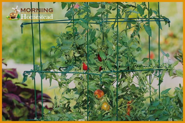 Best Tomato Trellis, Tomato Cages And Stakes: 2022 Reviews And Guide
