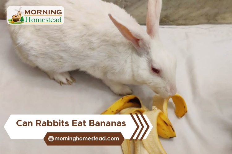 Can-Rabbits-Eat-Bananas