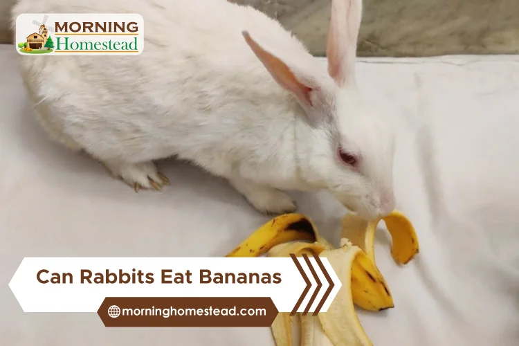 Can-Rabbits-Eat-Bananas