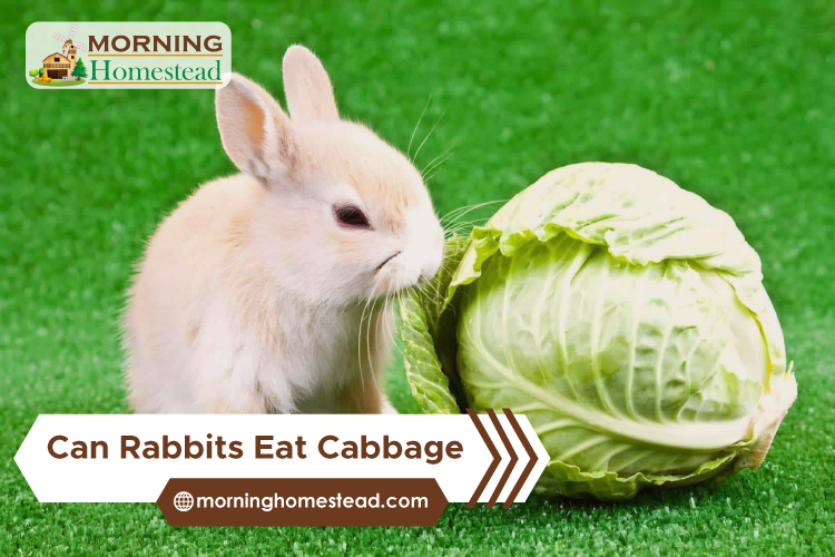 Can-Rabbits-Eat-Cabbage