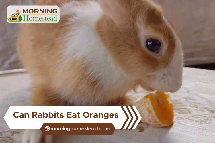 Can-Rabbits-Eat-Oranges