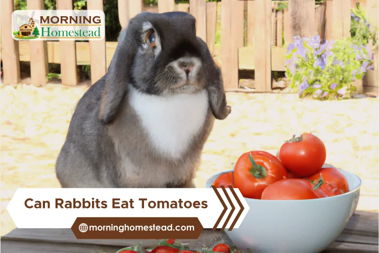 Can-Rabbits-Eat-Tomatoes