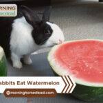 Can-Rabbits-Eat-Watermelon