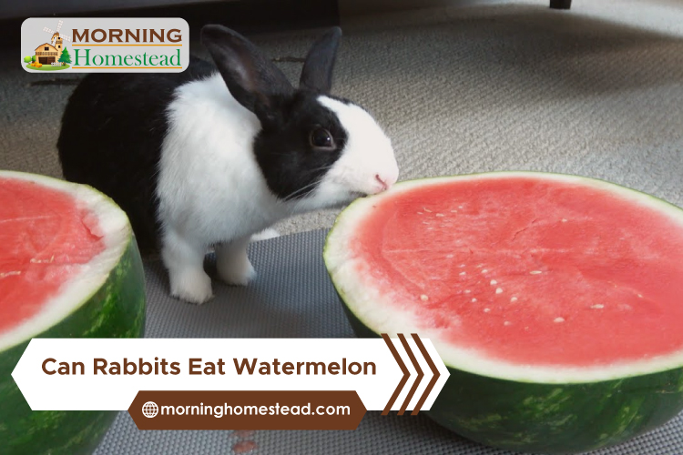 Can-Rabbits-Eat-Watermelon