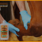 Horse-Liniment-To-Combat-Aches