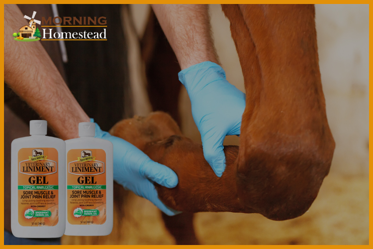 Horse Liniment To Combat Aches
