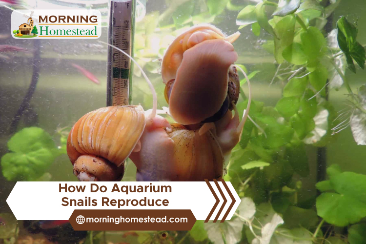How-Do-Aquarium-Snails-Reproduce