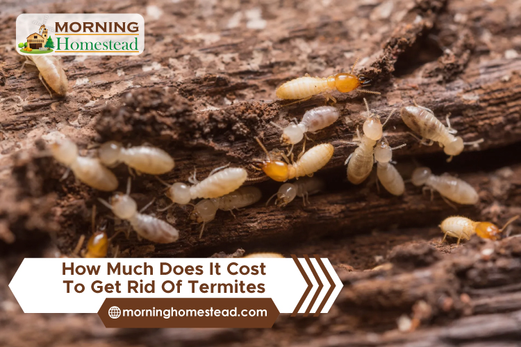 How-Much-Does-It-Cost-To-Get-Rid-Of-Termites