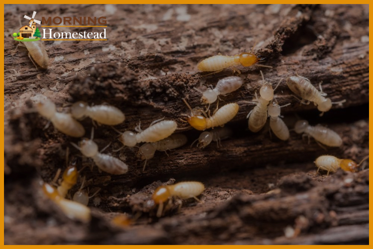 How Much Does It Cost To Get Rid Of Termites