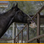 Mineral-Block-For-Horses-To-Keep-Your-Horse-Hydrated-&-Healthy