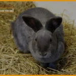 Rabbit-Hay-Feeder-And-Is-It-Necessary-To-Have-One