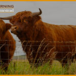 The 5 Best Fencing Cows Including Barbed Wire To Keep Your Cattle Safe