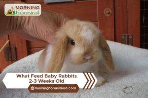 What To Feed Baby Rabbits 2-3 Weeks Old? [Orphaned Baby Bunnies]