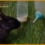 Which Rabbit Water Bottle Does Not Leak? Bowl Or Bottle, Which Is Best?