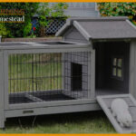 Top 5 Best Hutches For 2 Guinea Pigs: 2022 Reviews And Guide