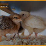 Best Brooder For Chicks Or Ducklings: Reviews And Guide [2022]