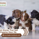 Pet-Stores-That-Sell-Puppies-Near-Me