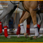 Polo-Wraps-On-The-Equine-Market-For-Your-Horse