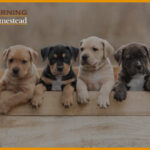 Pet Stores That Sell Puppies Near Me: How To Find The Best Places?