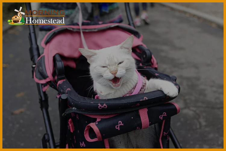 Best Cat Stroller: 2023 Reviews (Top Picks) And Guide