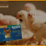 Best-Probiotics-For-Chickens