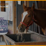 Probiotic-Supplements-For-Horses-For-A-Healthy-Gut