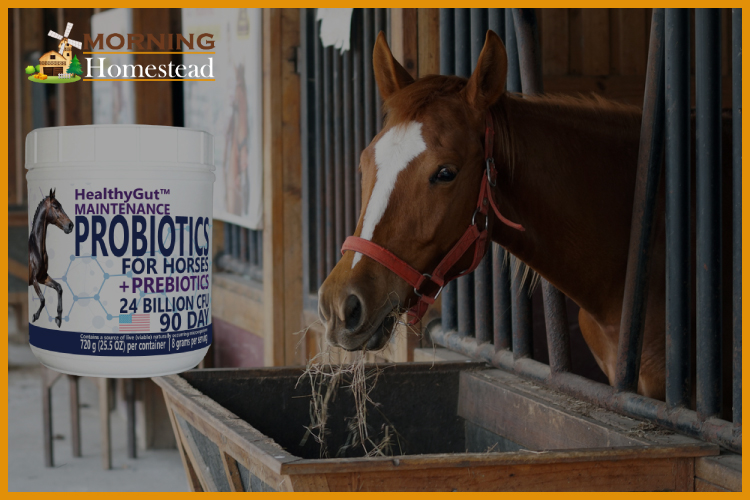 Probiotic Supplements For Horses For A Healthy Gut