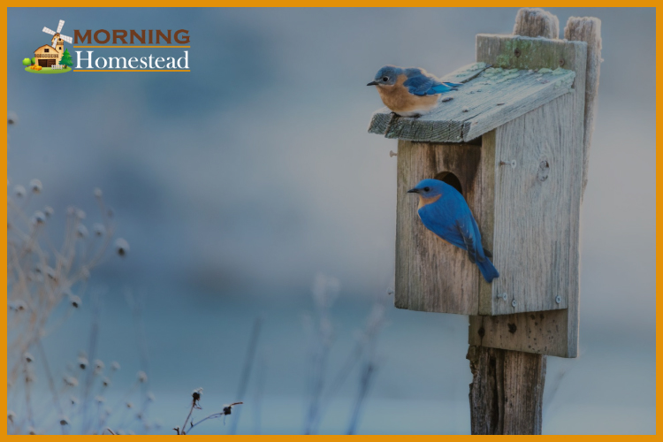 Best Bluebird Houses: Reviews And Guide [2022 Update]