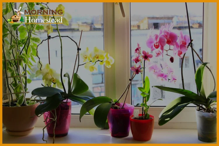 Best Orchid Pots & Planters: 2022 Reviews (Top Picks) And Guide