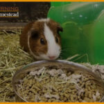 Best Guinea Pig Food Bowl And Dishes: Reviews And Guide [2022]