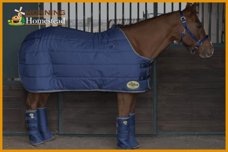 The 5 Best Horse Shipping Boots To Ensure Your Horses Safety 2022