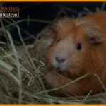 best-guinea-pig-hay