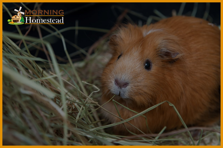 best guinea pig hay