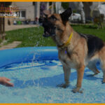 The Ultimate Dog Pool (Large & Small): 2022 Reviews And Guide