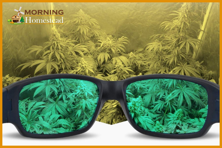 Best Grow Room Glasses: 2023 Unbiased Reviews (Top Picks) And Guide