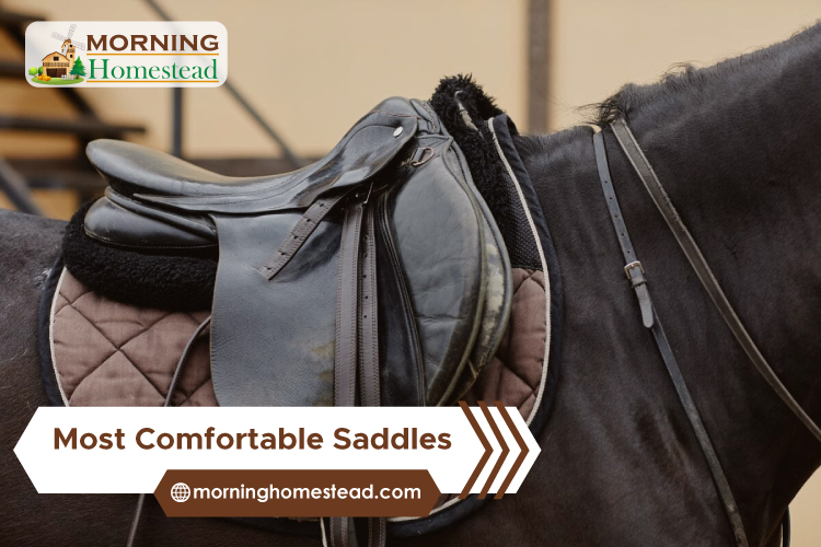 Most-Comfortable-Saddles