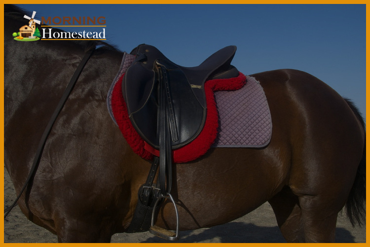 The 6 Most Comfortable Saddles For Both Horse Rider