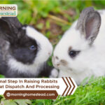 The-Final-Step-In-Raising-Rabbits-For-Meat-Dispatch-And-Processing