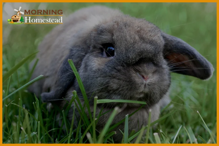 The Homesteaders Guide To Rabbit Farming