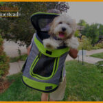 Best Dog Backpack Carriers For Dogs Up To 25, 30, 40, 50, 60 Lbs: 2022 Reviews And Guide