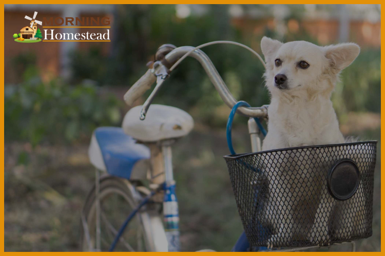bike baskets for dogs