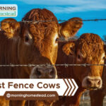 Best-Fence-Cows