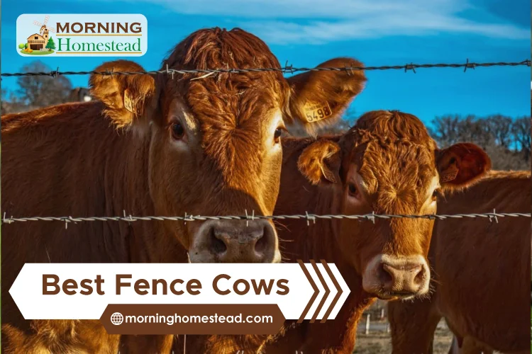 Best-Fence-Cows